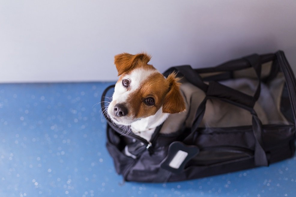 Viajar con Mascotas en Cabina